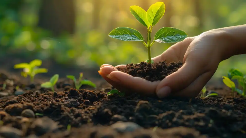 Tree Planting 